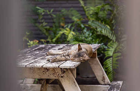 睡在公园木桌的可爱猫 街上的猫城市猫科动物孤独朋友们小猫野生动物生活爪子毛皮街道图片