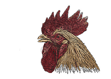 它制作图案的公鸡头彩色矢量图图片