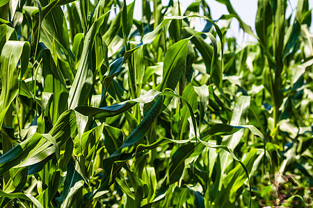 绿玉米种植场的阳光照亮 农业田地上绿色玉米的细节农田农村草地农场豆芽季节谷物收成生产种植图片