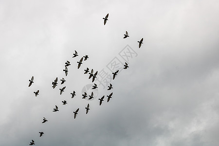 许多鸽子鸟在云天飞翔自由羽毛蓝色飞行动物荒野同事天空野生动物翅膀图片