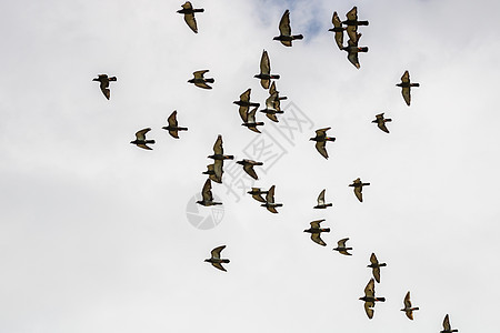 许多鸽子鸟在云天飞翔飞行气氛羽毛荒野作品天空蓝色航班移民团体图片