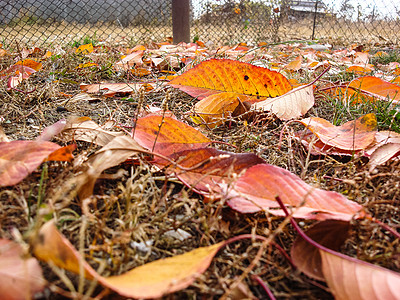 秋季干草上有五颜六色的落叶橙子水平感恩季节性框架路径叶子季节公园晴天图片