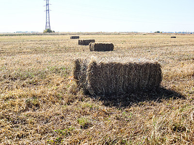 收割后有草篮的农业田农田小麦场地土地粮食金子收获草垛国家农场图片