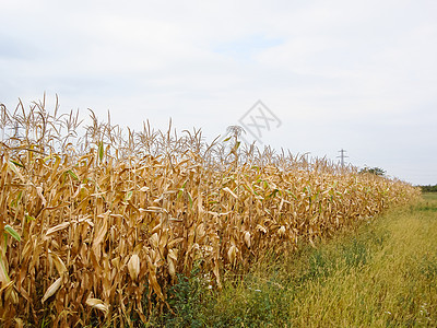 干玉米田 干玉米尾巴 季末叶子玉米地粮食环境种植园干田天空收获生长食物图片