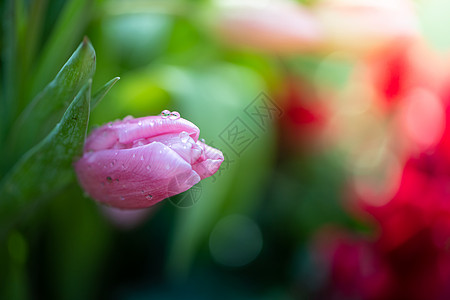 美丽的郁金香花束 色彩多彩的郁金香 自然背景野花季节花瓣晴天植物公园花园阳光场地草地图片