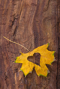 木制背景上由秋叶制成的五颜六色的心贴画森林木板木头金子叶子植物群植物橙子树叶图片