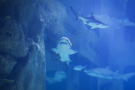 蓝水中的热带大鲨鱼 水族馆中的鲨鱼荒野玻璃动物鲸鲨野生动物旅行潜水员岛屿濒危潜水图片