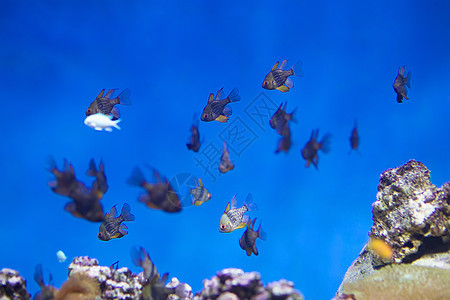 珊瑚礁和珊瑚背景的一群热带鱼类 蓝水中的外来鱼类 a 淡水植物生活领导环境动物团体气候海洋潜水荒野图片