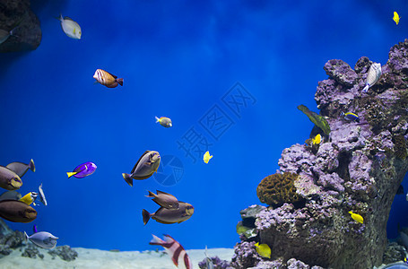 珊瑚礁和珊瑚背景上一大批丰富多彩的热带鱼类 蓝水中的外来鱼类图片