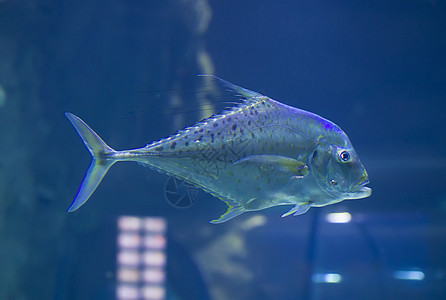 蓝底长热带大热带鱼类蓝色潜水清水危险生活游泳水族馆海洋动物眼睛图片
