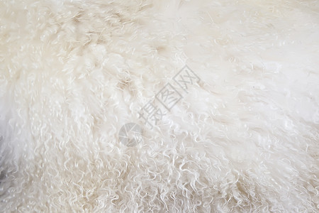 毛皮的背景图像 毛皮质地 自然呜小地毯装饰纺织品服装皮革动物地毯羊皮外套编织图片