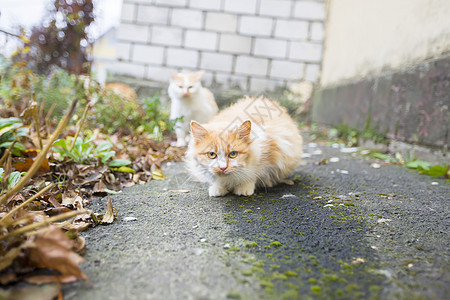 街头红猫 无家可归的动物 一只毛茸茸的城市猫的大眼图片