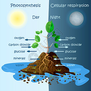 植物光合作用示意图 光合作用解释科学葡萄糖竞赛图表夹子网状海报结构植物学教育生物学图片