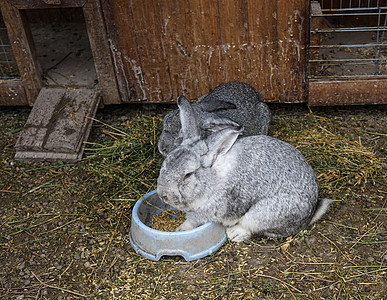 养兔场 稻草铺床背景上有毛绒兔子图片