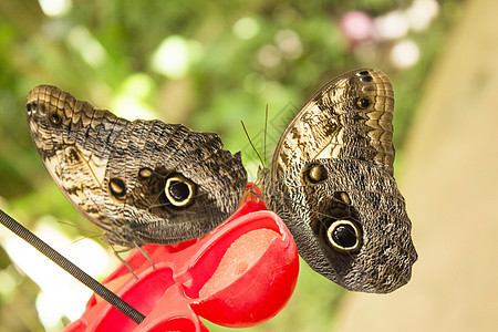 Nymphalidae的卡利戈蝴蝶家族 被称为猫头鹰蝴蝶动物棕色翅膀热带眼睛昆虫蓝色动物群漏洞雨天图片