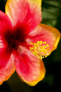 盛开的红色和黄色花朵情调叶子植物群异国雌蕊花园热带植物学植物园艺图片