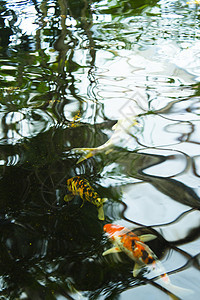 含金鱼的淡水池红色锦鲤黄色池塘金子橙子淡水宠物绿色居住图片