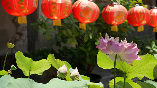 新年灯笼荷花在阳光明媚的日子里 在东方国家多汁的绿色植物之间 寺庙院子里挂着红纸灯笼 中国传统新年装饰 绿色叶子的粉红色莲花作为佛教的象征庆背景