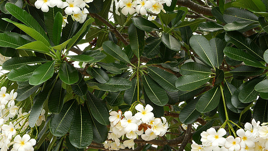 许多外来白色花朵 在绿树上布满了白色热带鲜花的弗朗吉帕尼普卢梅里李拉瓦迪园艺叶子花瓣植物群农业植物香气花园环境树叶图片