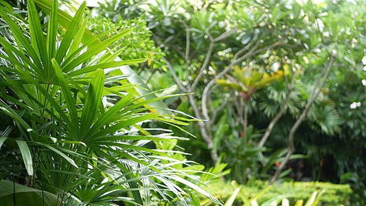 异国情调的热带花园的美丽风景 密密麻麻的热带花园 种满了美丽的异域植物图片