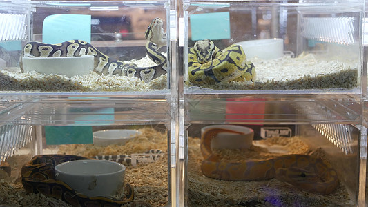 出售人工饲养的蛇 泰国曼谷 Chatuchak 市场的摊位上放着各种形态的人工养殖球蟒的小塑料盒展示贸易生活收藏玻璃零售爬虫商业图片