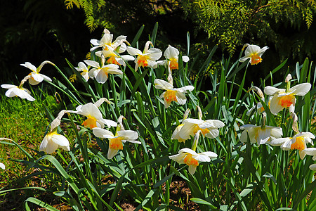 春天公园或花园中剑兰花的特写图片