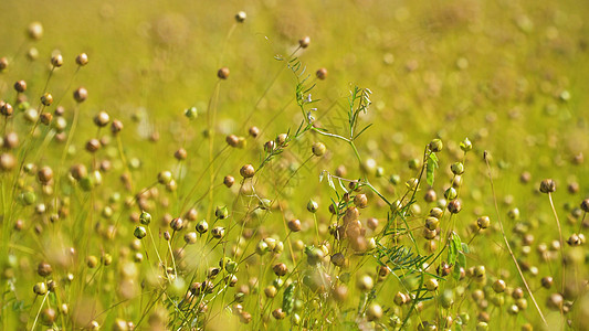 夏季风景 一片松软的田地农业农场亚麻黄色植物种子乡村收成图片
