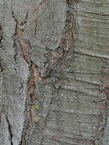 灰色的旧木头附近 有苔和裂缝纹状图案植物丛林材料苔藓环境树干时间地球瘢痕森林图片