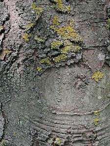 灰色的旧木头附近 有苔和裂缝纹状图案皮肤风化地衣瘢痕树干木材宏观叶子植物材料图片