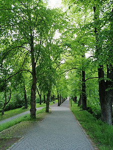 德国格里夫斯瓦尔德国家公园 Unesco花朵考古学场景叶子旅行地标游客街道旅游树叶图片