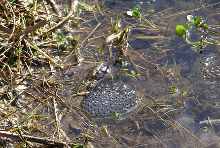 池塘中的青蛙蛋高清图片
