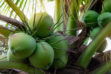 椰子树上的一串椰子 热带水果 有绿色叶子和果子的棕榈树 泰国的椰子树 椰子种植园 农业农场 夏季有机饮品 外来植物食物情调核桃属图片