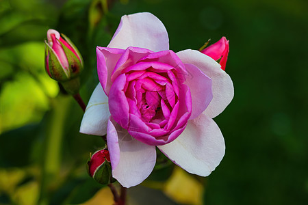 春天花园或公园里有粉红玫瑰花花瓣植物群红色玫瑰叶子绿色粉色园艺标准植物图片