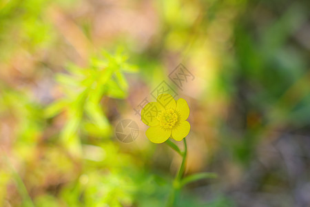 黄色的常年花朵在公园或草原上开花 有选择性地聚焦图片