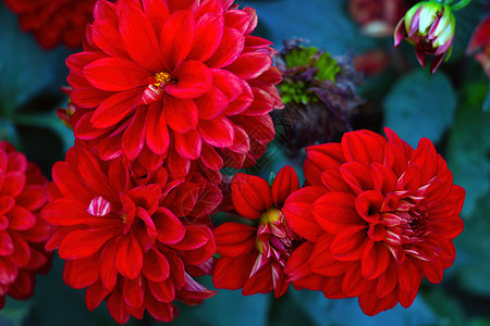 花园里有红色的雪贝拉花朵开花图片