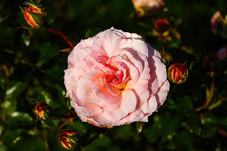 花园中粉红色玫瑰花的顶端景色图片