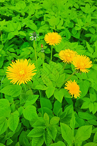明亮的黄花朵 在春天在草原上黄色场地场景阳光叶子植物乡村太阳草地环境图片