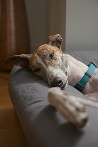 一只灰狗宠物救狗在睡觉时慢慢闭上眼睛图片