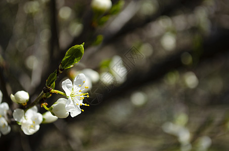 美丽的白苹果或梨花 开花的苹果梨树 户外自然的清新春天背景 春天盛开的花朵的柔焦图像天空公园生长植物群季节植物晴天花园墙纸宏观图片