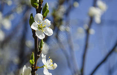 美丽的白苹果或梨花 开花的苹果梨树 户外自然的清新春天背景 春天盛开的花朵的柔焦图像 复活节和春季贺卡生长果园苹果树宏观公园园艺图片