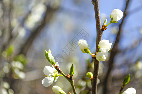 美丽的白苹果或梨花 开花的苹果梨树 户外自然的清新春天背景 春天盛开的花朵的柔焦图像 复活节和春季贺卡花瓣果园墙纸植物群园艺植物图片