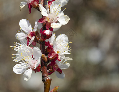 棕色背景上的春天开花的杏子 树枝上开着许多朵朵白花 春季农业概念图片