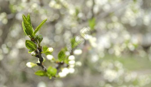 美丽的白苹果或梨花 开花的苹果梨树 户外自然的清新春天背景 春天盛开的花朵的柔焦图像 复活节和春季贺卡花园植物蓝色植物学果园苹果图片