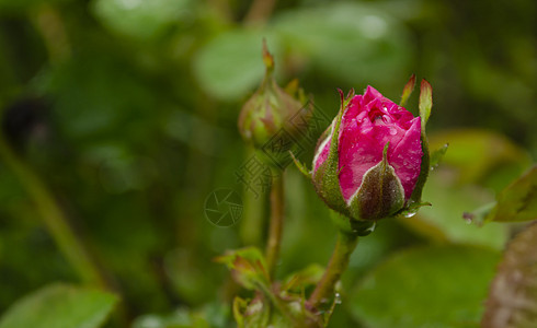 玫瑰园中的珊瑚玫瑰花 柔和的焦点 粉红色的玫瑰花在带雨滴的玫瑰花园中 花园里美丽的粉红玫瑰庆典花瓣植物玫瑰园艺叶子热情植物群宏观图片