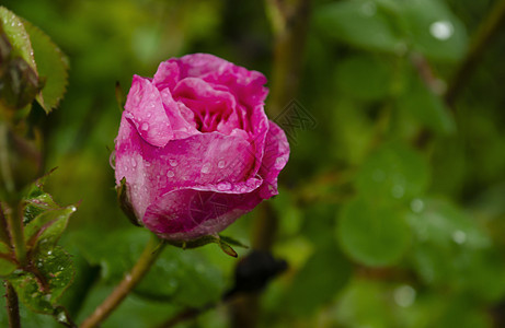 玫瑰园中的珊瑚玫瑰花 柔和的焦点 粉红色的玫瑰花在带雨滴的玫瑰花园中 花园里美丽的粉红玫瑰庆典宏观花瓣玫瑰植物园艺叶子热情植物群图片