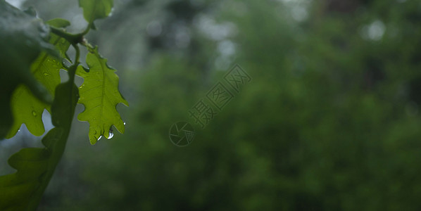 春雨后的水滴 有水滴的绿叶 绿叶上水滴的特写图片