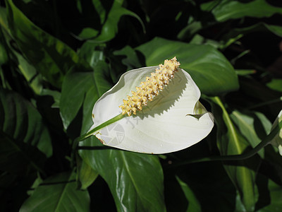白花魔芋植被花园沼泽植物白色荒野花朵图片