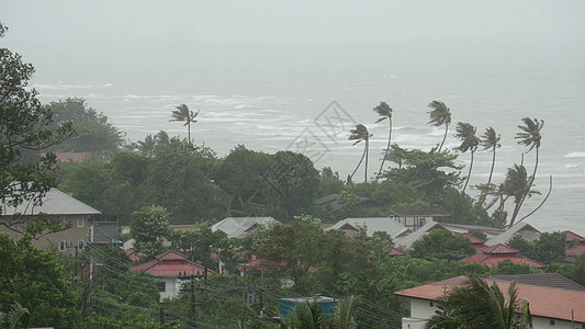 雨刮片帕布台风 海洋海岸 泰国 自然灾害 眼墙飓风 强烈的极端气旋风摇曳着棕榈树 热带洪水雨季 强热带风暴天气 雷暴气旋气象海岸线灾难背景