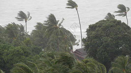 台风过后帕布台风 海洋海岸 泰国 自然灾害 眼墙飓风 强烈的极端气旋风摇曳着棕榈树 热带洪水雨季 强热带风暴天气 雷暴气象雷雨场景波浪淋背景