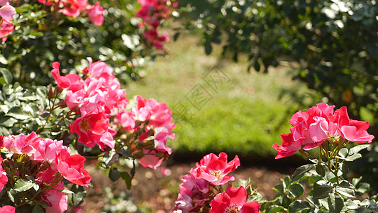 英国玫瑰园 玫瑰园花卉背景 嫩花盛开 蜜蜂采集花粉 念珠花坛特写镜头 开花的灌木丛 有选择地聚焦昆虫和娇嫩的花瓣宏观香味花蜜树叶图片